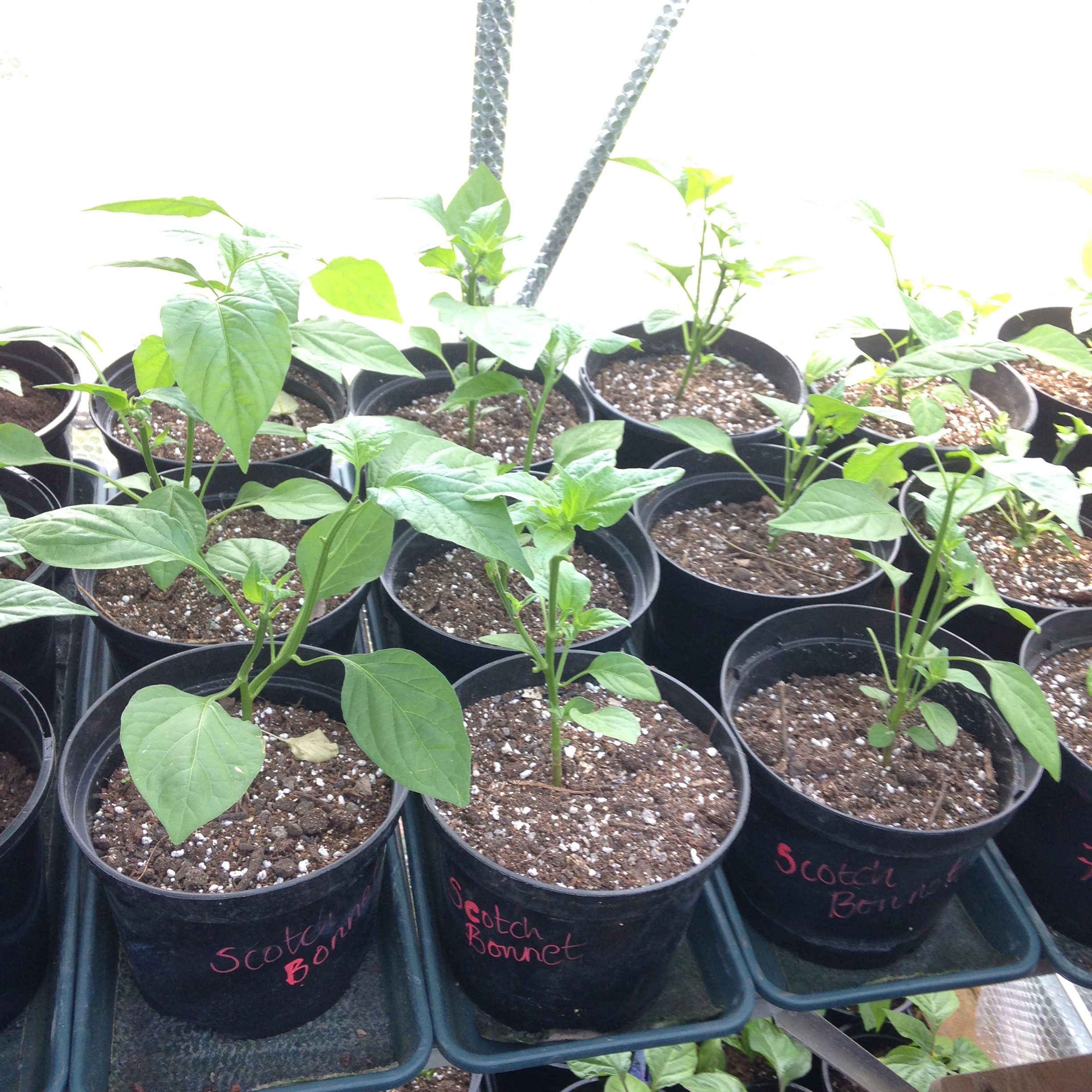 chilli flowers | Birdhouse Chillies