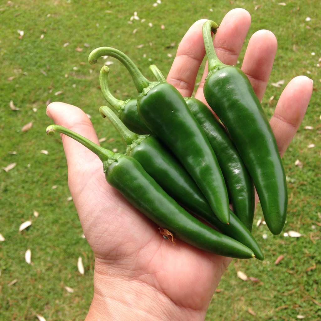 Homegrown jalapeños, the first of the season
