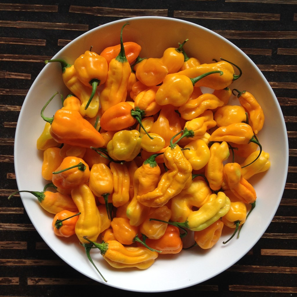 Madame Jeanette and Trinidad perfume chillies