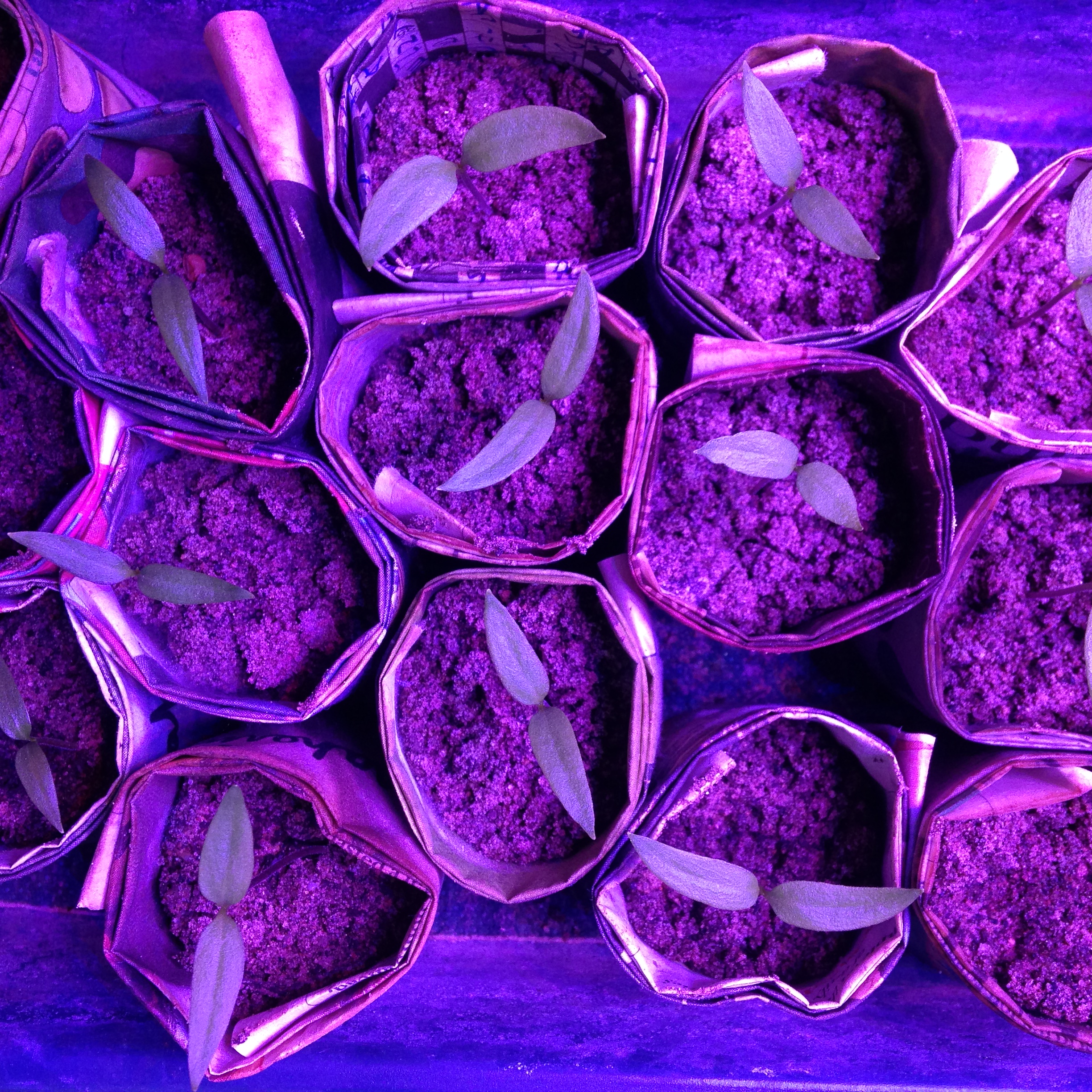 Keeping chilli seedlings under a grow light | Birdhouse Chillies